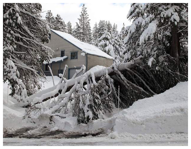 Protecting Trees from Snow, Ice and Salt Damage